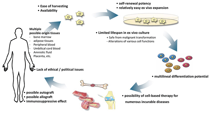 what are the advantages and disadvantages of stem cells