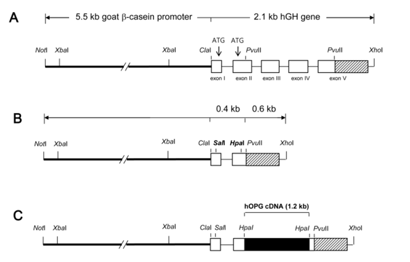 dr-17-1-1-g001