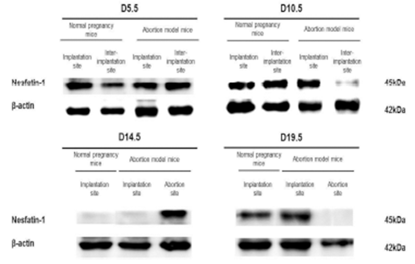 dr-19-4-243-g005