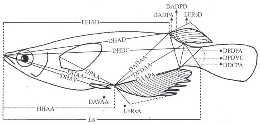 dr-20-4-331-g1