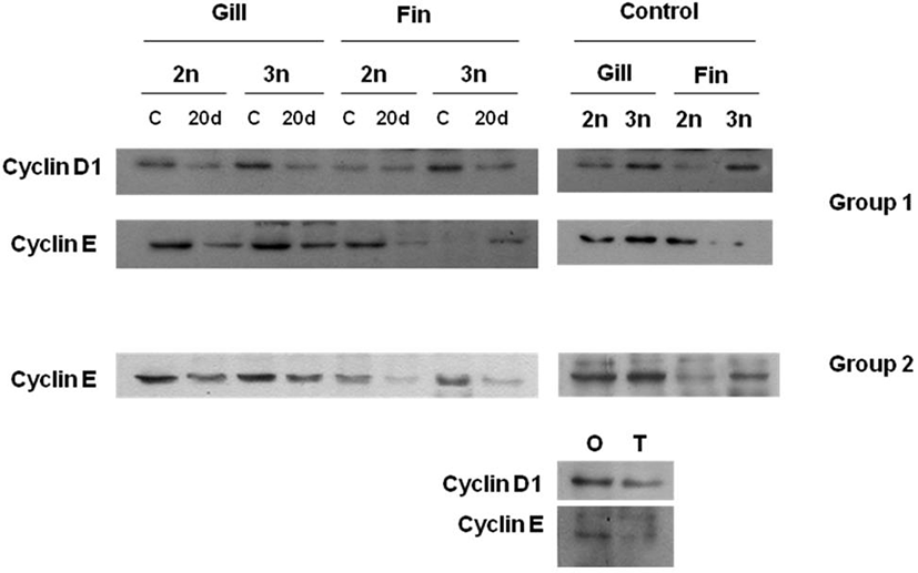 dr-21-2-193-g5