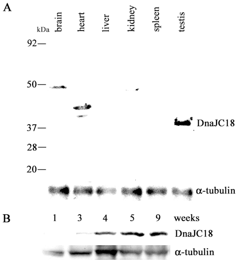 dr-21-3-237-g4