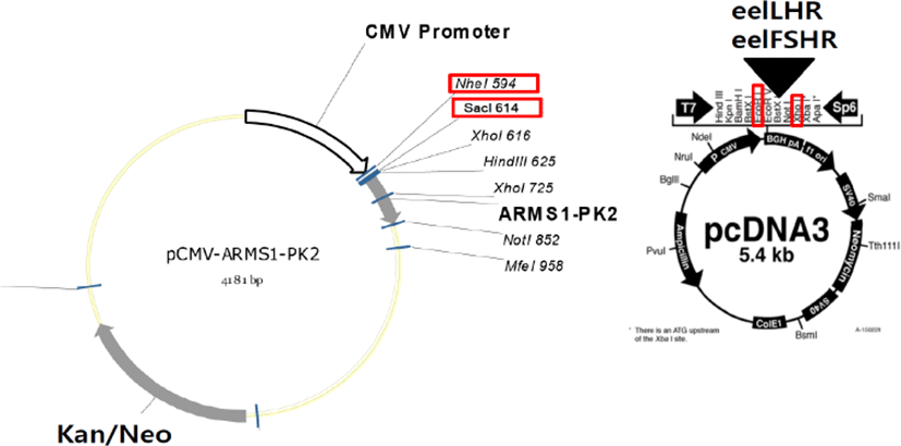 dr-22-1-55-g2