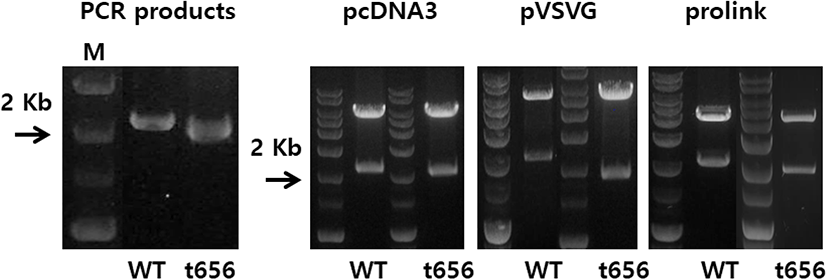 dr-26-1-1-g2