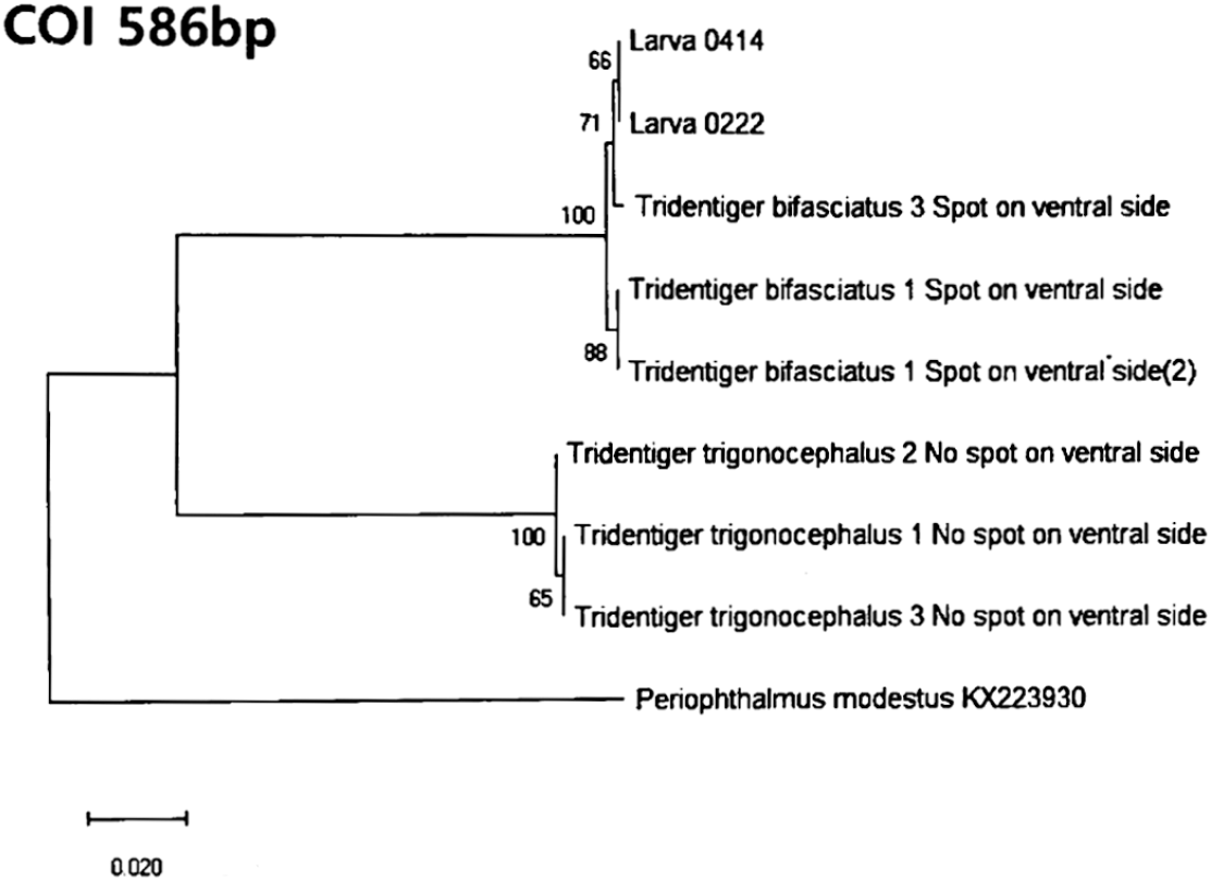 dr-29-3-81-g2